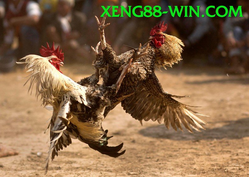 Đá Gà Trực Tiếp - xeng88
