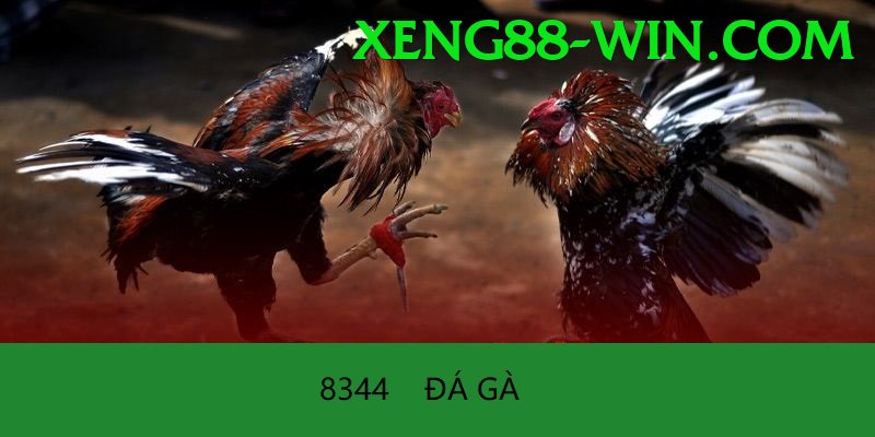 Đá Gà Trực Tiếp - Trải nghiệm tuyệt vời