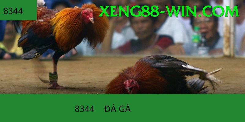 Đá Gà Trực Tiếp - Ưu đãi đặc biệt